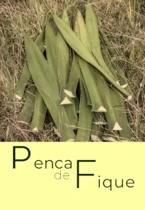 PENCA DE FIQUE